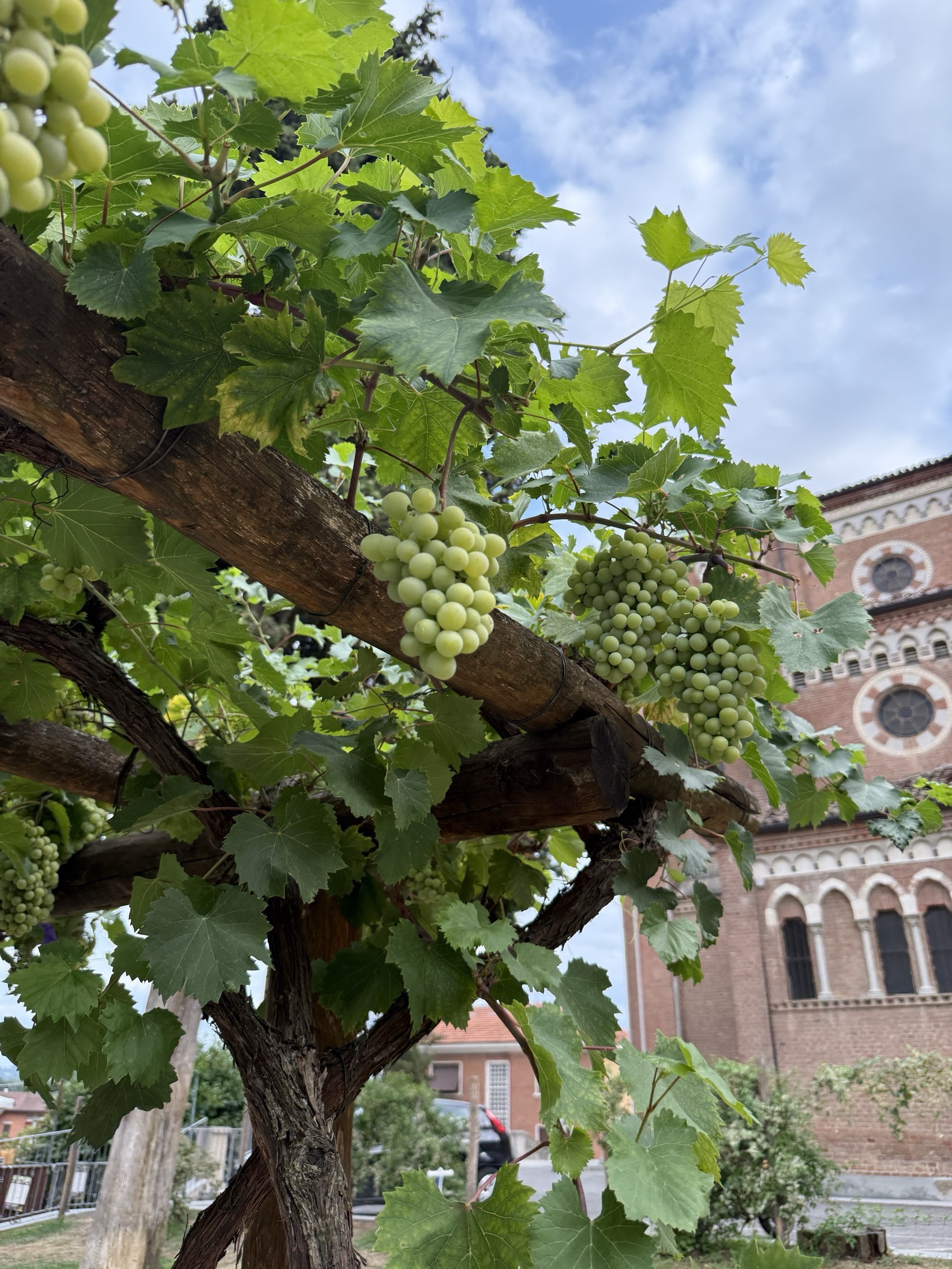An old gnarled vine heavy with green grapes, a Romanesque brick church rising behind it.
