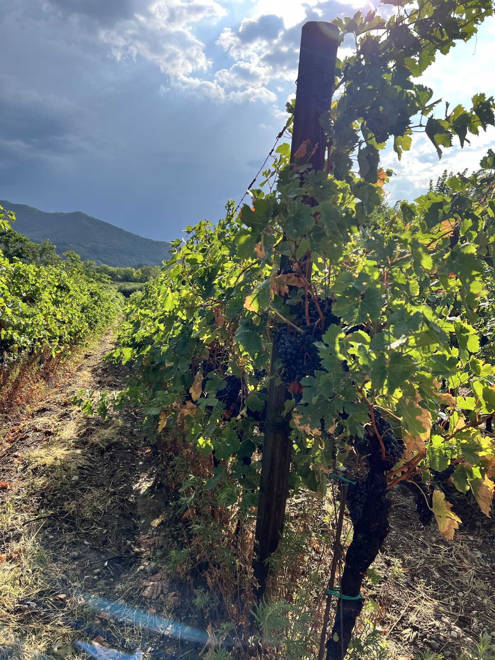 A single vine row leading the eye toward a mountain ridge under a dramatic, sunlit sky.